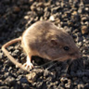 Meet your Posher, Jean marie